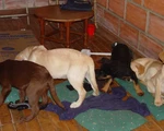 Thủ đoạn tàn nhẫn: mổ bụng chó nhét heroin vào để buôn lậu