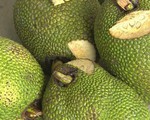 Thương lái ngừng thu mua, giá mít Thái giảm mạnh
