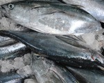 Một công nhân bị sốc phản vệ nặng khi ăn cá ngừ