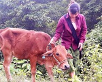 Nộp hơn 4 triệu, hộ nghèo được hỗ trợ bò… lở mồm long móng?