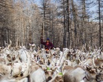 Cuộc sống của bộ tộc chăn tuần lộc cuối cùng ở Mông Cổ
