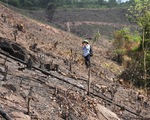 8 ha rừng phòng hộ Quảng Ninh bị chặt trụi trước mặt kiểm lâm