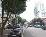 Hà Nội di dời hàng loạt cây sưa đỏ quý hiếm thi công đường sắt