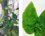 Bé gái 1 tuổi bị tan máu cấp vì dùng lá lộc mại chữa táo bón