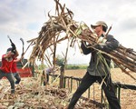 Một bộ phận ỷ lại vào chính sách hỗ trợ, không tự vươn lên thoát nghèo