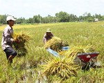 Khởi nghiệp xanh trên quê hương