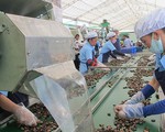 Hạt điều Việt Nam: Cần lắm một đầu tàu!