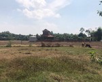 Giá đất nông nghiệp Long An giảm sau cơn sốt