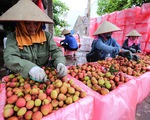 5 năm đàm phán, vải thiều Việt chính thức sang Nhật