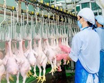 Việt Nam nhập hơn 200.000 tấn thịt gà, kiến nghị hạn chế nhập khẩu gà đông lạnh