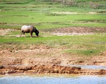 25 hồ Nghệ An xuống mực nước chết, 23.000ha lúa khô hạn