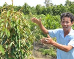 Thấy trồng sầu riêng dễ ăn, nhiều nông dân lại bỏ lúa