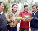 Những người tiên phong với lúa sạch
