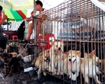 Vòng quanh thế giới thịt chó - kỳ 2: Ăn thịt chó ở Hàn Quốc và Trung Quốc
