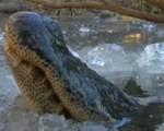 Cá sấu làm gì để sống sót khi rét kỷ lục?