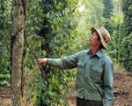 Giao đất nông, lâm trường địa phương sợ không dám nhận