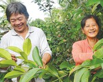 Tình trong gian khó