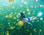 Hồ sứa tuyệt đẹp ở Palau