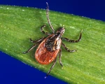 Sau SARS, Zika, 