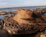 Phát hiện hóa thạch san hô độc nhất vô nhị ở Lý Sơn