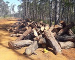 Khởi tố người lợi dụng tận thu để phá rừng cộng đồng