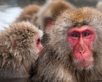 Clip đàn khỉ tuyết đu dây điện né tuyết gây sốt ở Nhật
