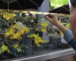 Hoa mai, hoa đào lên kính cửa hàng, công ty đón Tết