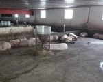 Xác minh thông tin trang trại chở heo bị dịch đi bán