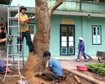 Cứu cây quý hiếm ở nhà Bác Hồ