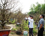 Cho thuê mai, bỏ túi gần tỉ đồng