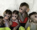 Trung Quốc nhân bản khỉ chỉnh sửa gen