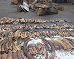 Hơn 7 tấn ngà voi, vảy tê tê trá hình là nhựa đường từ châu Phi cập cảng Hải Phòng