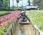Thăng trầm làng hoa Sa Đéc - Kỳ 1: Từ quá khứ đến hiện tại