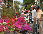 Hoa tết đổ về TP.HCM, nhà vườn mong người thành phố vui vẻ mua sớm