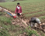 Nông dân trồng hành tím ở Sóc Trăng phập phồng lo âu