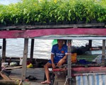 Thăng trầm làng hoa Sa Đéc - Kỳ 7: Thương hồ làng hoa