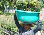 Nông dân trồng cúc mâm xôi Sa Đéc thắng lớn