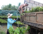 Cảnh báo nông dân không trồng giống sầu riêng lạ