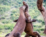 Indonesia lại mở cửa đảo rồng Komodo, ra mắt gói vé 1.000 USD