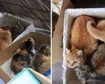 Người Nhật giải cứu đảo mèo Okishima giữa bão Hagibis chỉ là tin vịt