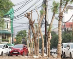 TP Vinh thay hơn 300 cây xanh làm phố đi bộ, dân tiếc nuối