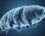 Unraveling the mystery of the immortality of water bears