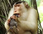 Khỉ săn chuột để ăn: nhà nông mừng, nhà khoa học ngạc nhiên