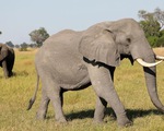 Hơn 100 con voi chết ở Botswana nghi do nhiễm bệnh than