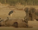 Đau lòng 55 con voi chết thảm vì đói khát, bị kền kền rỉa xác