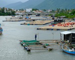 Người nuôi thủy sản trên vịnh Vân Phong hối hả bán cá chạy bão số 5