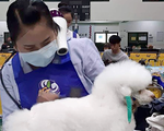 Cô gái Việt giỏi cắt tỉa làm đẹp cún cưng chinh phục giám khảo Đài Loan