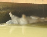 Nghệ An: Dân vứt heo chết trôi đầy sông, bất chấp dịch lan khắp nơi