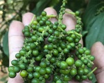 Trong 5 năm, giá 1 ký hồ tiêu từ 10 USD chỉ còn 2 USD