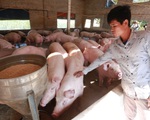 Giá heo hơi sắp chạm ngưỡng 100.000 đồng/kg, Bộ Nông nghiệp nói gì?